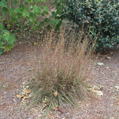 The Blues Little Bluestem